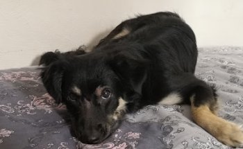 Clinica Vet Mascotitas