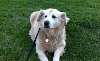 VETERINARY MEDICAL MIAU & WOW | VETERINARY DIAGNOSTIC MG