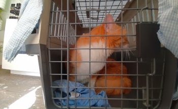 Los Vets Clínica Integral Veterinaria