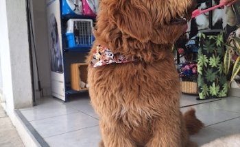 Clínica veterinaria Harpa