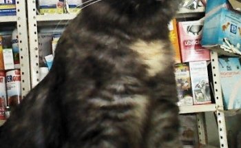 Veterinaria Rio Grande