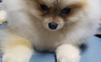 Kaninos Clínica Veterinaria