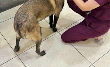 Pet Xpress Bugambilias