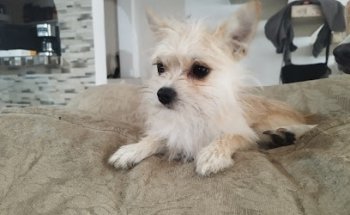 VETERINARIA San Lucas