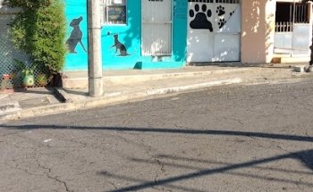 Consultorio Veterinario Pulgas Locas