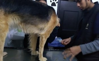 PET'S clínica veterinaria