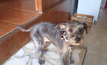 CLINICA VETERlNARlA R0YAL PET Y ESTETlCA CANlNA