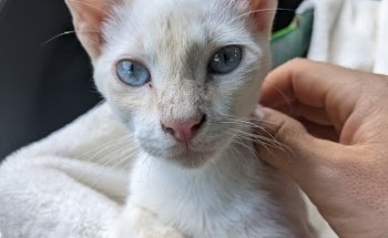 Animalist Veterinarian