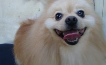 Hospital Veterinario Animal Place