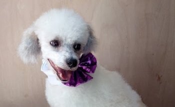 MaVi Consultorio Veterinario