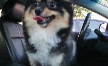 FERGON SERVICIOS CANINOS SUCURSAL COLINAS