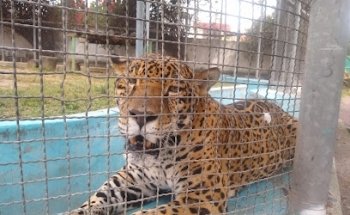 Veterinaria León De Juda