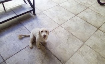 Veterinaria Canino Real