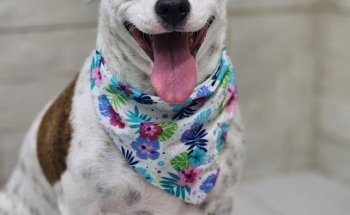 Clínica Veterinaria San Francisco Sucursal Chapala