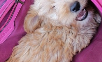 Veterinaria y Estética