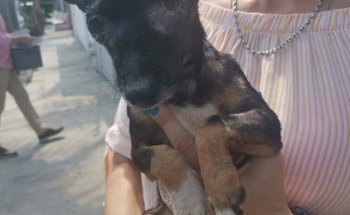 Clínica Veterinaria Colibri