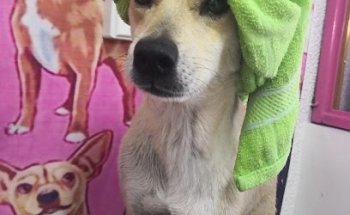 Veterinaria & Spa Canino Señor Dogs