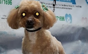 DE MASCOTAS SAN MARCOS MEXICALI