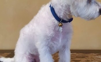 Veterinaria Animal Care