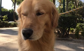 Sevet Servicios Veterinarios