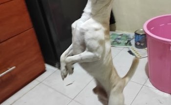 Veterinaria De la Rosa