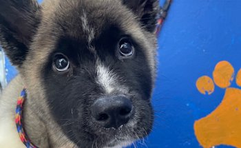 Clinica Veterinaria MediCan