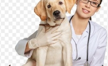 Hospital Para Mascotas Ixtacala