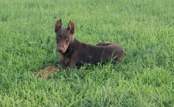 Estetica Canina Amigos