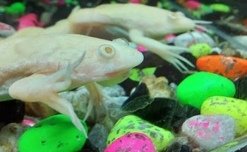 Veterinary Specialty Hospital Churubusco