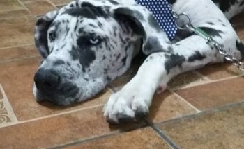 Happy Pet's veterinaria y estetica canina