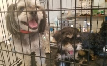 VETERINARIA LAS COLINAS