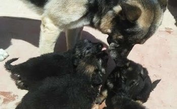 La Granja, Veterinaria