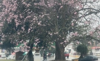 Pelucoate Estetica Canina