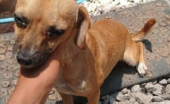 Veterinaria Burbucan