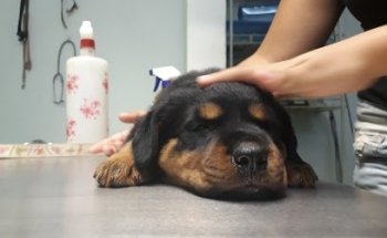 Clínica Veterinaria PET HOME