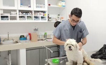 Pet Shop Pets más Bet