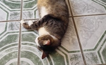 Clínica Veterinaria Mvz. Daniel Vázquez Guzmán