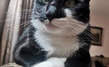 Veterinaria Dogtores