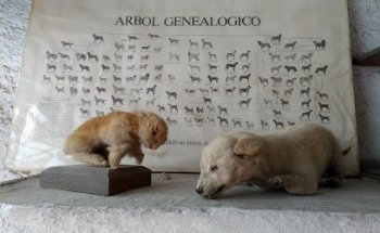 Veterinaria Real Del Bosque