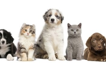 Vet Station Total Care