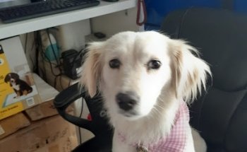 Veterinaria Vfriends