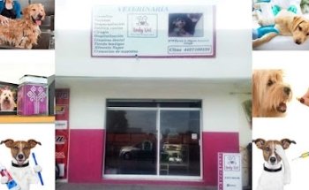 Veterinaria Lady Vet