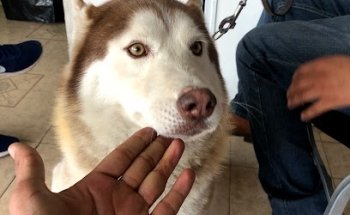 Clínica Veterinaria Daktaris