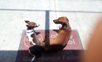 Veterinaria Hortencia