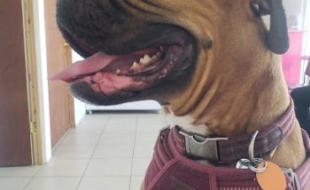 Veterinaria Maskotitas