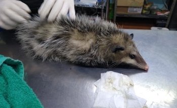 Clínica Veterinaria Las Americas