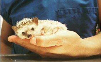 MEDIVET HOSPITAL VETERINARIO