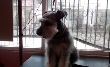 Veterinaria y Estética Canina Joy's