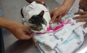 Huellas Clínica Veterinaria