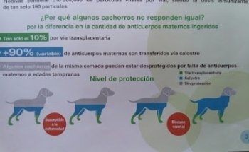 Consultorio médico veterinario Dr Oscar Flores (neptuno)